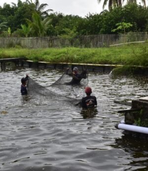 Trubus Sentra Agrobisnis - Divisi Perikanan - Lele - Patin - Bibit Ikan